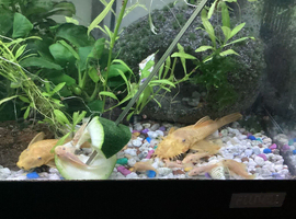 L.144 Lemon ancistrus.