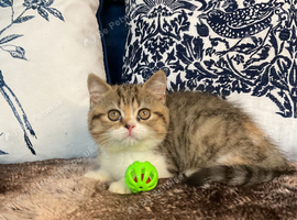 READY NOW - 2 stunning british shorthair girls left