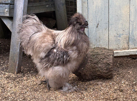 Purebred splash bantam silkie Cockrell