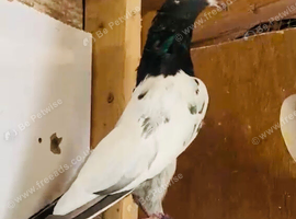Pigeons Pakistani highflying
