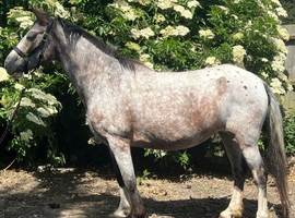 14.1 hh trakhener x appaloosa
