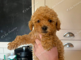 Maltipoo puppies 2 BOYS LEFT