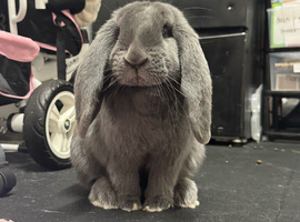 Stunning Full Blue French Lop Female