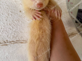 Semi angora albino hob