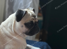 4 year old female pug