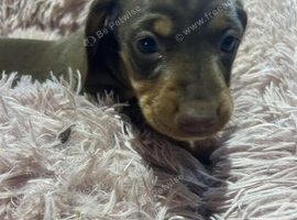 Dachshund puppies