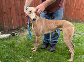 Lurcher