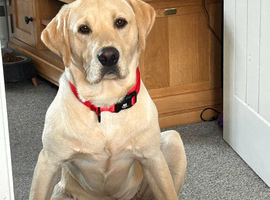 KC Registered yellow lab for stud