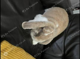 Rabbits