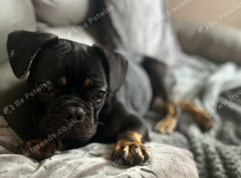 Black and Tan French Bulldog