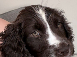 Beautiful cocker spaniel boy-  Frankie