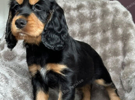 Pups black and tan and black and white