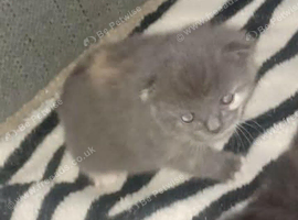 MAIN COON KITTENS Adorable fluffy beauty's