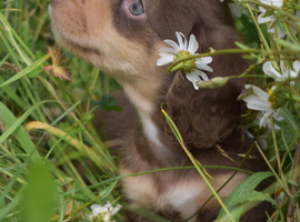 Miniature Dachshund Long Coat Puppies