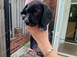 Puppy ready