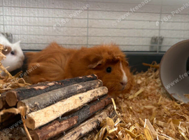 Searching for a New Home - Two Guinea Pigs with Cage