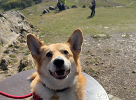 Welsh Pembrokeshire Corgi