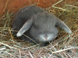 PURE BRED Giant French Lop Babies - Vaccinated with the Nobivac 3 in 1