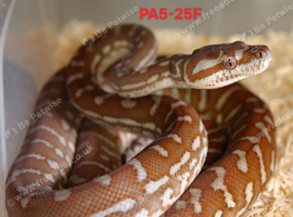 CB25 female Bredl's pythons