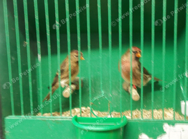 REDPOLL PAIRS