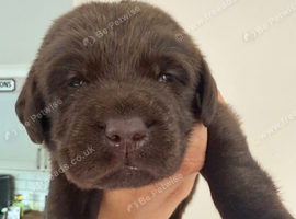 KC Chocolate Labrador puppies