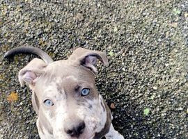 Blue merel cane corso
