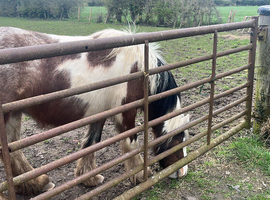 Lovely little mare