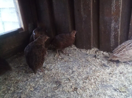 7 mixed kinds of quails