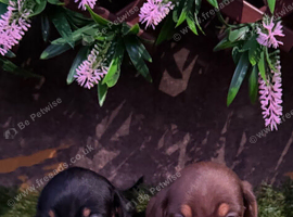 Two Beautiful mini dauchaund boy puppies