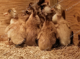 8 x FEMALE Indian Runner Ducklings