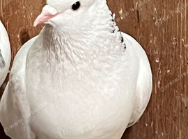 Pigeon