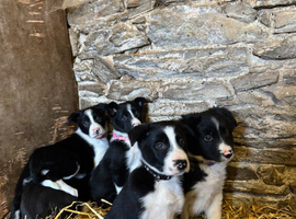 Beautiful Pedigree Border Collie Puppies
