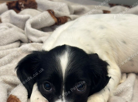 Ess puppies