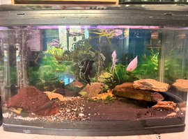 Aquastyle 850 curved aquarium with fish
