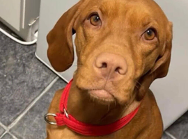 Maple is looking for her forever home