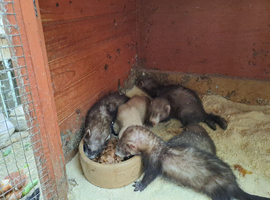 Ferret kits for sale...........