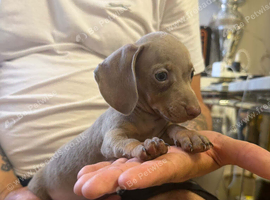 Miniature dachshund