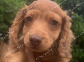 We have 2 stunning long hair pups
