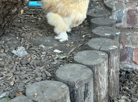 Silkies