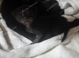4 black kittens ready 21st august