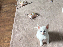 3 Male kittens for sale