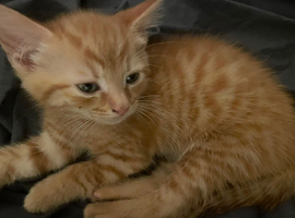 Beautiful kittens for sale