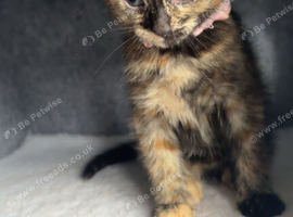 girl kitten
