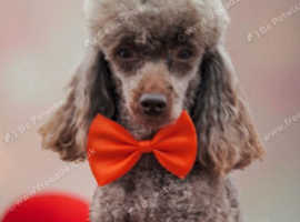 Toy Poodle Stud KC Reg'd