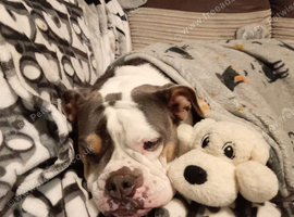 Female English bulldog