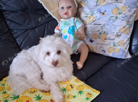 Beautiful girl 24 months. Maltese