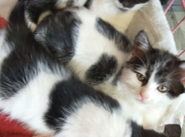 Kittens ready now