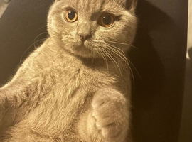British shorthair lilac girl