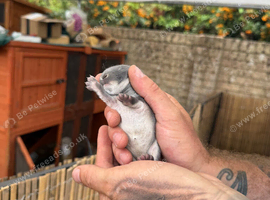 4 Continental giant x babies - waitlist open