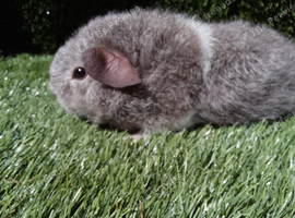 Boar guinea pigs